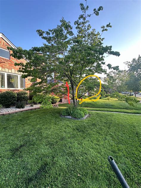 Flowering Dogwood Advice : r/arborists