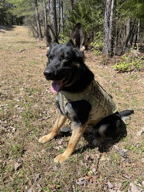 New Kent Sheriffs Office K9 Receives Donation Of Body Armor