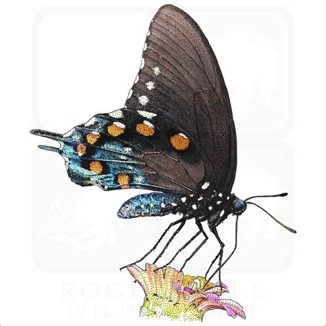 Stock Art Drawing Of A Pipevine Swallowtail Butterfly