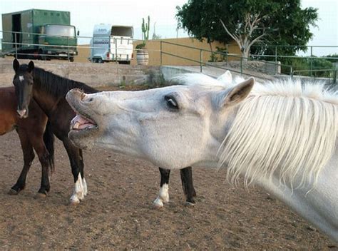 Horse Photobombs (23 pics)