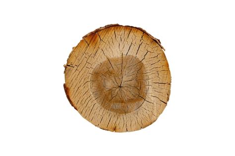 Premium Photo Birch Log Cut Isolated On White Background High