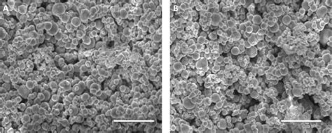 SEM Image Of Nano Macroporous Bioactive Glass A Before And B After