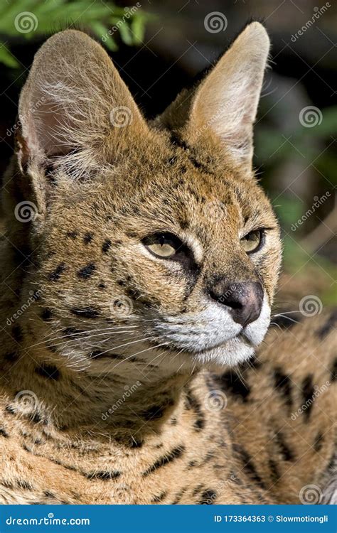 Serval Leptailurus Imagem De Stock Imagem De Adulto 173364363