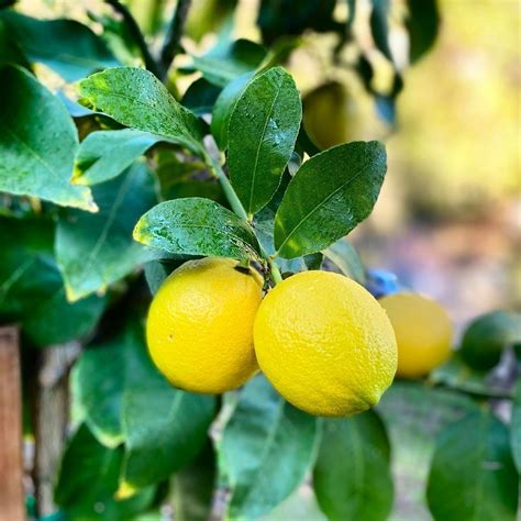 Citrus limon | Lemon Lisbon Dwarf - forest + field