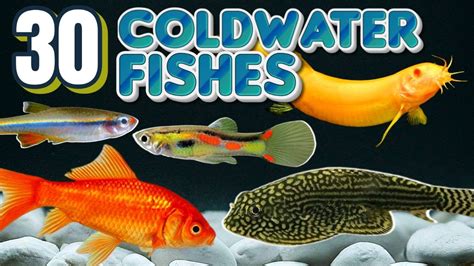 Coldwater Aquarium Fish: 30 Species to Consider - YouTube 