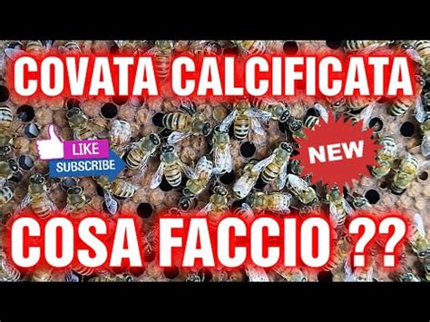 Apicoltura Cd Covata Calcificata Sintomi E Cure Youtube