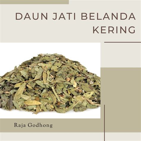 Jual DAUN JATI BELANDA KERING Bisa Cod Shopee Indonesia