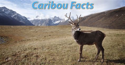 Caribou Facts, With Pictures, Video & Information.