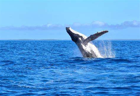 Best Whale Watching Swimming Tours In The Cook Islands