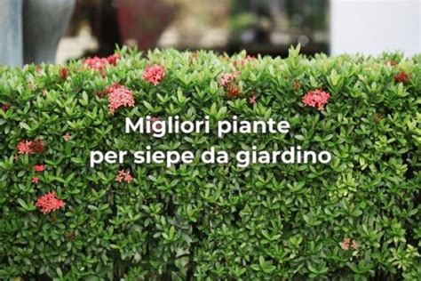 Migliori Piante Per Siepe Da Giardino