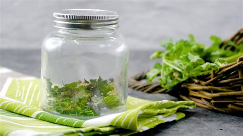 Cómo conservar el cilantro Beneficios consejos y más