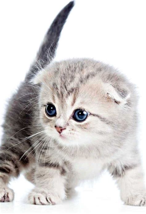 Hd Beautiful Cute Cat Images Pictures Wallpapers For Whatsapp Dp