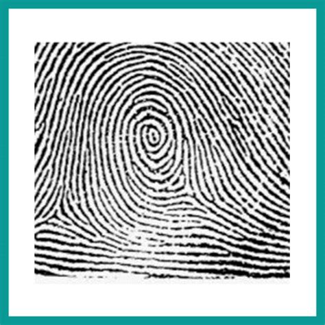 What Is A Fingerprint Lets Get To The Bottom Of It