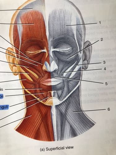 Muscles Of The Head Flashcards Quizlet