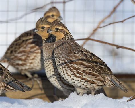 Bobwhite Quail Covey Stock Photos - Free & Royalty-Free Stock Photos