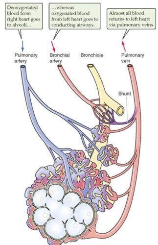 Pulmonary Circulation Flashcards Quizlet