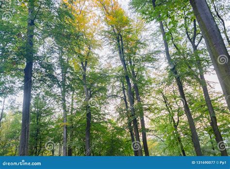 Beautiful Beech Forest Trees With Green Leaves Park Stock Image