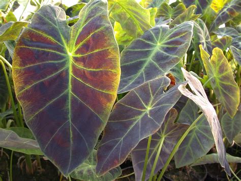 Colocasia antiquorum ‘Illustris’ (imperial taro) – Pond Plants of America