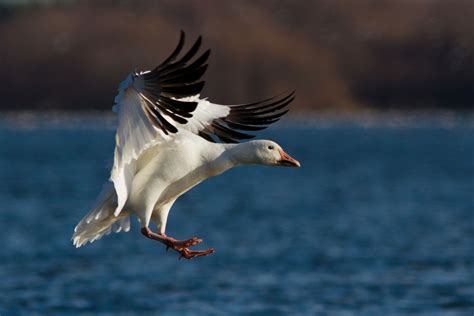 Texas Snow Goose Hunting | Lessor Snow Geese Species Information