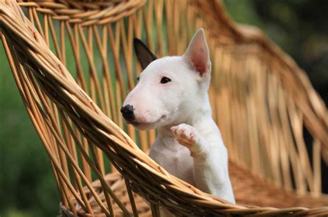 9 Reputable Miniature Bull Terrier Breeders In The Us