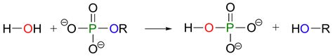 101 Overview Of Phosphates And Phosphoryl Transfer Reactions