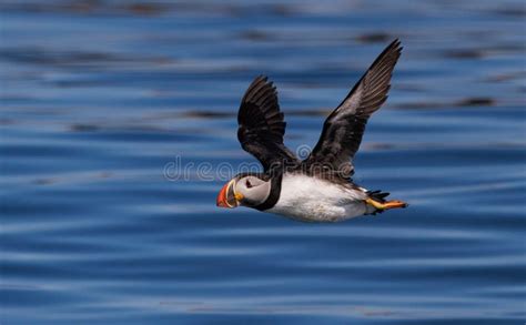 Atlantic Puffin on an Island Off the Coast of Maine Stock Photo - Image ...