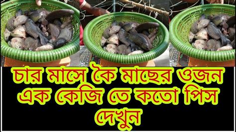 চার মাসে কৈ মাছের ওজন দেখুন Koi Fish Update Fish Farming In West