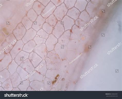 Aquatic Plant Cell Under Microscope View Stock Photo 549052351