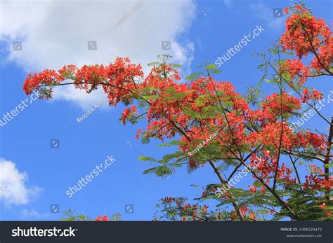 Blue Flamboyant Tree