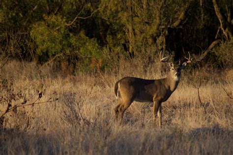 There’s More to Texas Hunting Than Expensive, High-Fence Ranches. Here ...