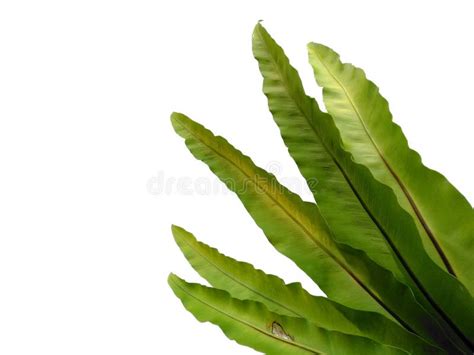 Bird Nest Fern Isolated On White Background Asplenium Nidus On White