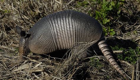 4 Little-Known Facts About Armadillos