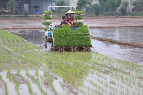 China Allows First Ever U S Rice Imports Signalling Improving