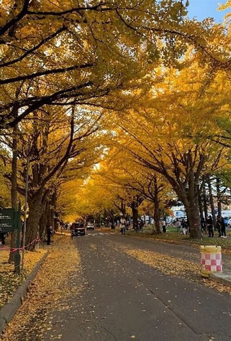 大学なのに観光地？北海道大学でイチョウ並木と独自のセコマを満喫！｜リージョナルキャリア