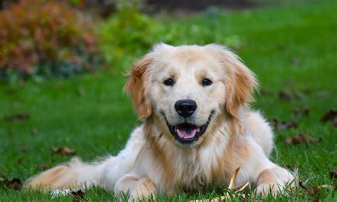 How To Keep Your Dog Happy And Healthy Rac Wa