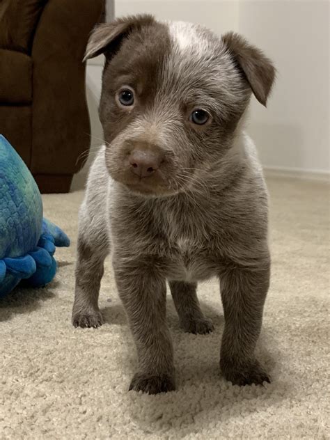 Chocolate Heeler For Sale At Henry Walker Blog