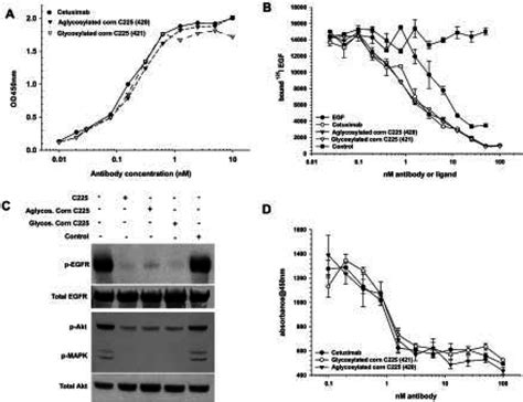 In Vitro Characterization Of Antibody Targeting To The Egfr A Binding