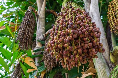 How To Grow And Care For Fishtail Palms Indoors Gardeners Path