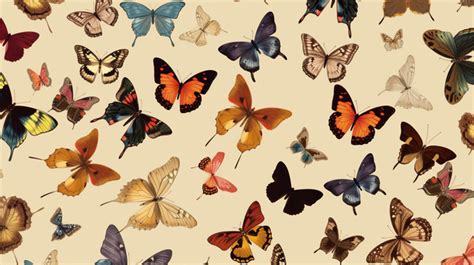 Butterfly Background, Photos, and Wallpaper for Free Download