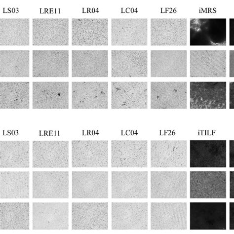 Representative Crystal Violet Cv Biofilm Quantification