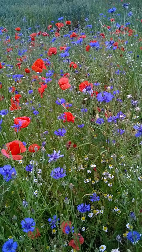Late summer early autumn sowing of hardy annual flower seeds – Artofit