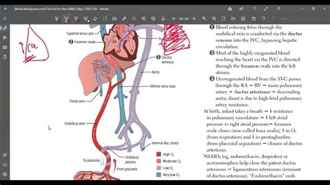 First Aid Usmle Step1 Course Bangla Cardiovascular System Class 1 Cvs Embryology Youtube