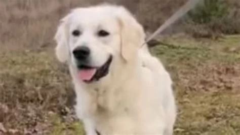 Golden retriever får skældud af sin ejer Videoen med hundens reaktion