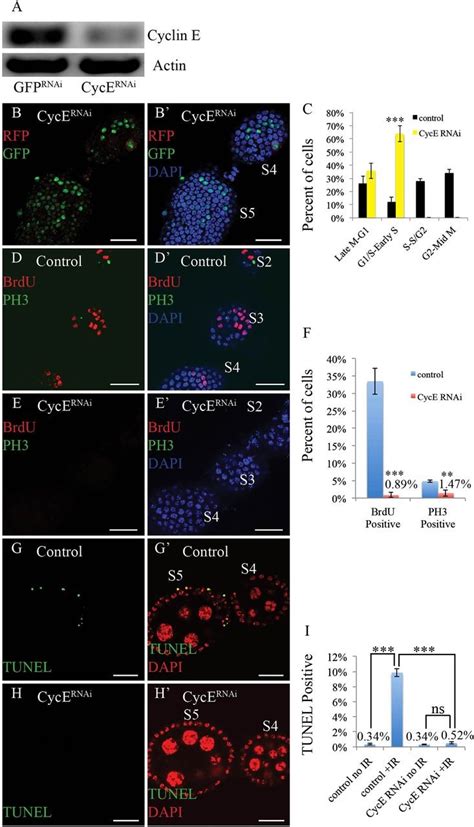 Different Cell Cycle Modifications Repress Apoptosis At Different Steps