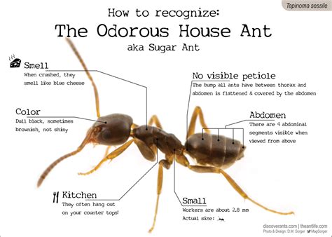 Urban Success Story Pest Control Technology