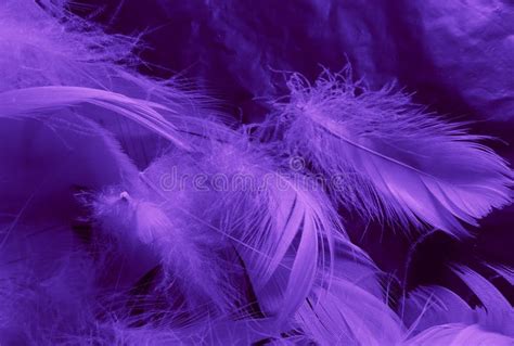 Beautiful Abstract White And Purple Feathers On Black Background And