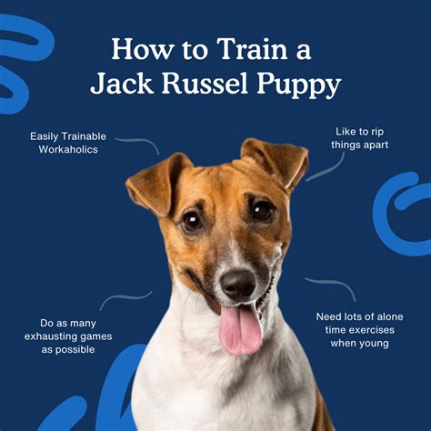 how to train a jack russell dog