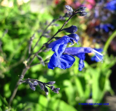 Plantfiles Pictures Salvia Species Arrow Leaf Sage Salvia Sagittata