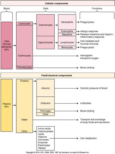 PTA 107 Blood Lymphatic Flashcards Quizlet