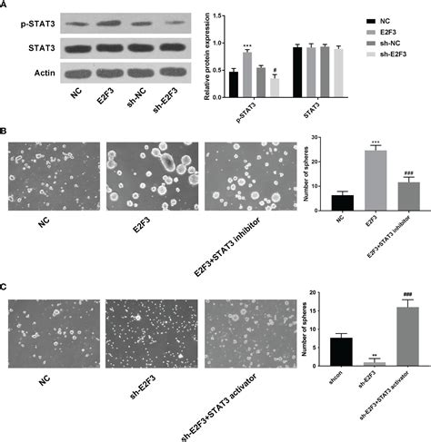 Frontiers E2F3 Accelerates The Stemness Of Colon Cancer Cells By